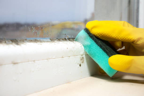 Best Crawl Space Mold Removal  in Hot Springs Village, AR