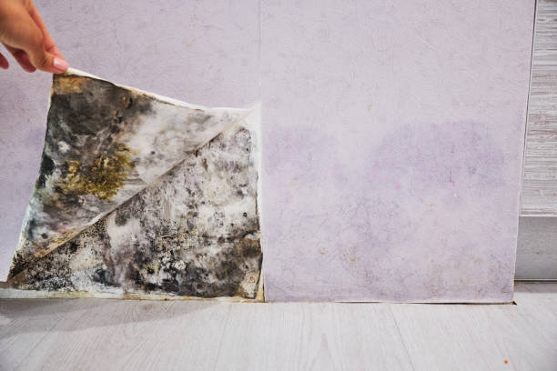 Best Mold Cleaning Services  in Hot Springs Village, AR